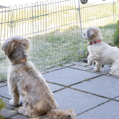 Harzer Bergwind Andreasberg, 1 Hund Bis 30kg Willkommen, Grosse Eingezaeunte Terrasse Mit Gasgrill 圣安德里斯伯格