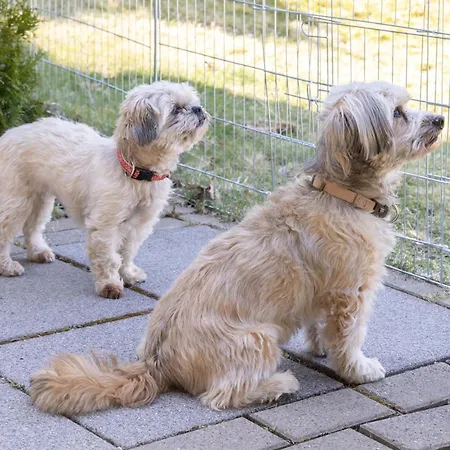Harzer Bergwind Andreasberg, Hunde Willkommen, Grosse Eingezaeunte Terrasse Mit Gasgrill *