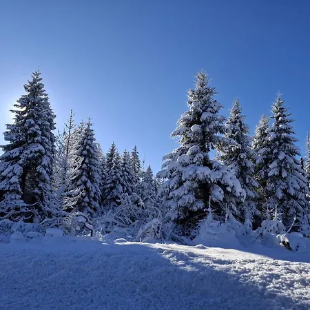 Harzer Bergwind Andreasberg, 1 Hund Bis 30kg Willkommen, Grosse Eingezaeunte Terrasse Mit Gasgrill Апартаменты Санкт-Андреасберг